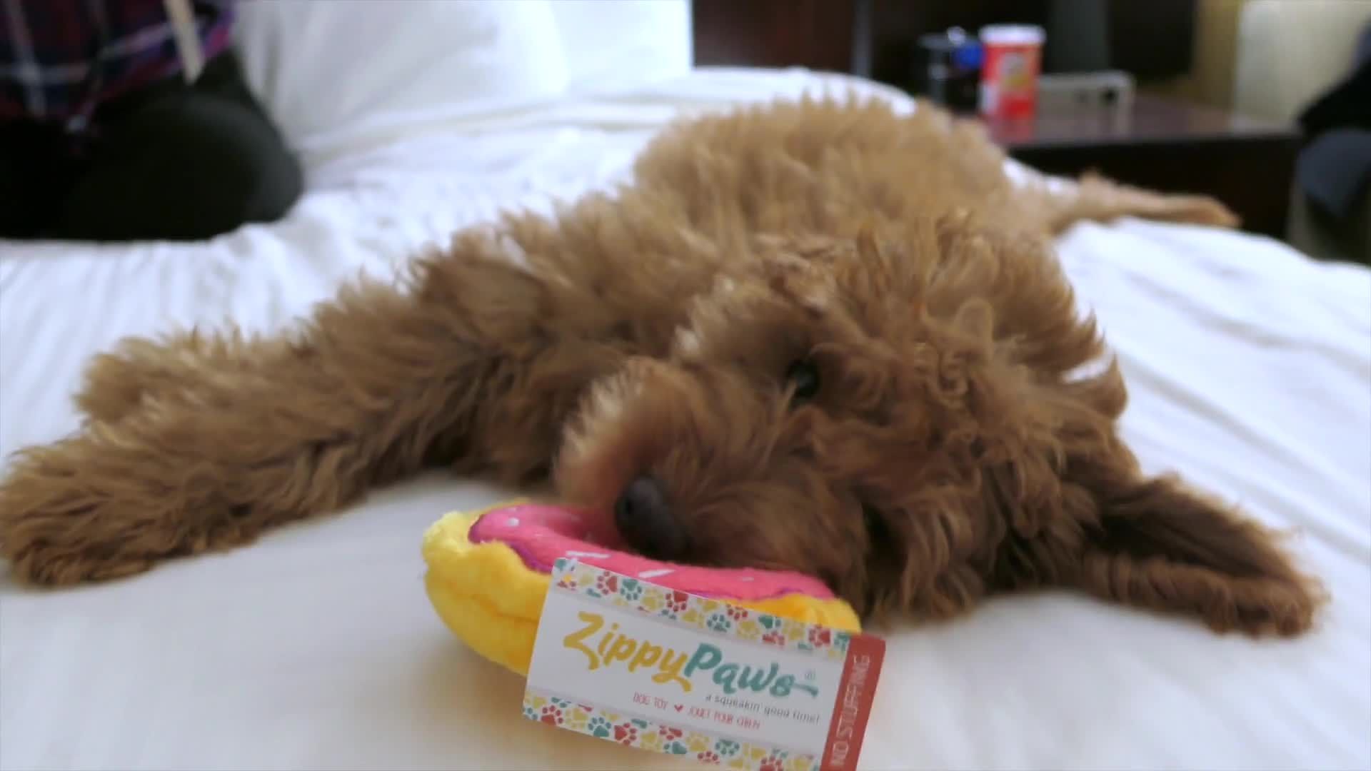 FanBark Unboxing: The Dapper Dog "Best Of" Box Review